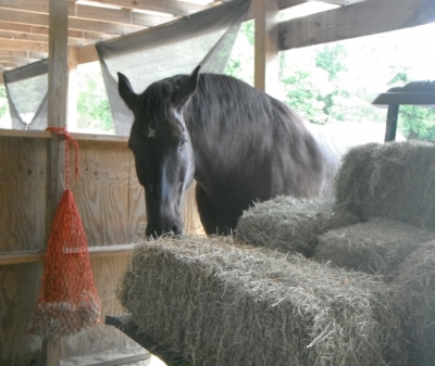 Buddy snacking on the hay wagon