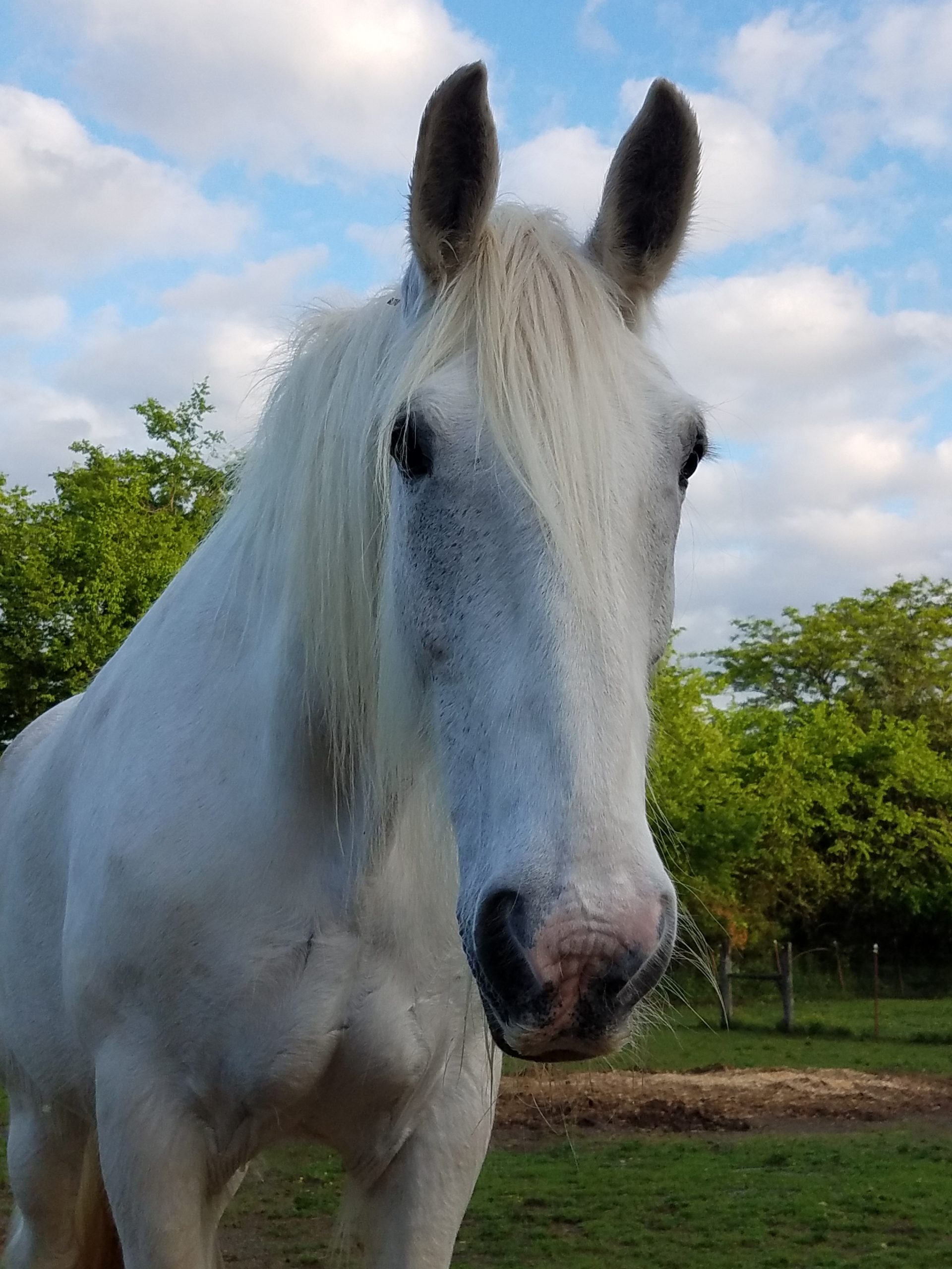 Ellie