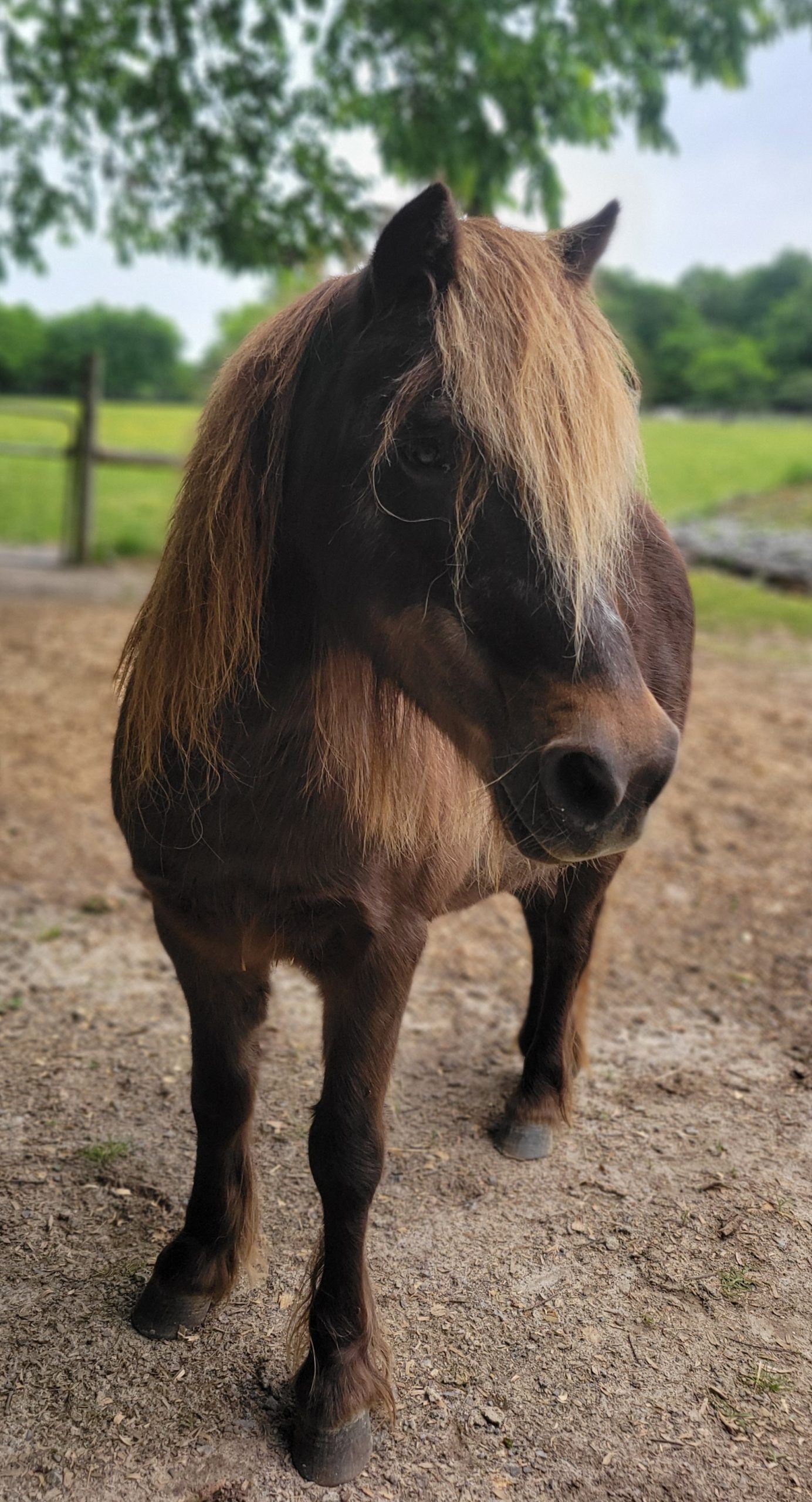 Finn