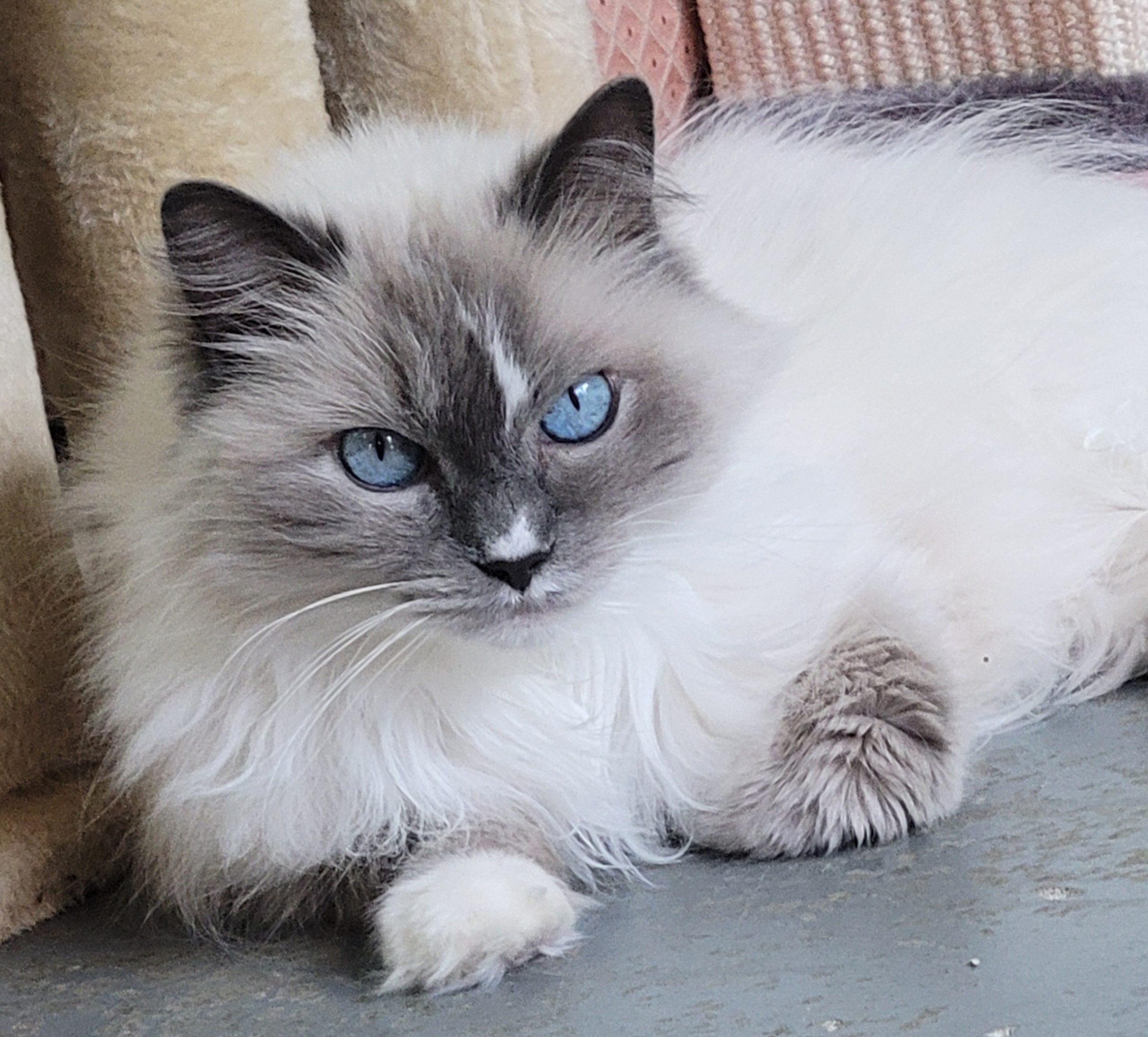 Milo