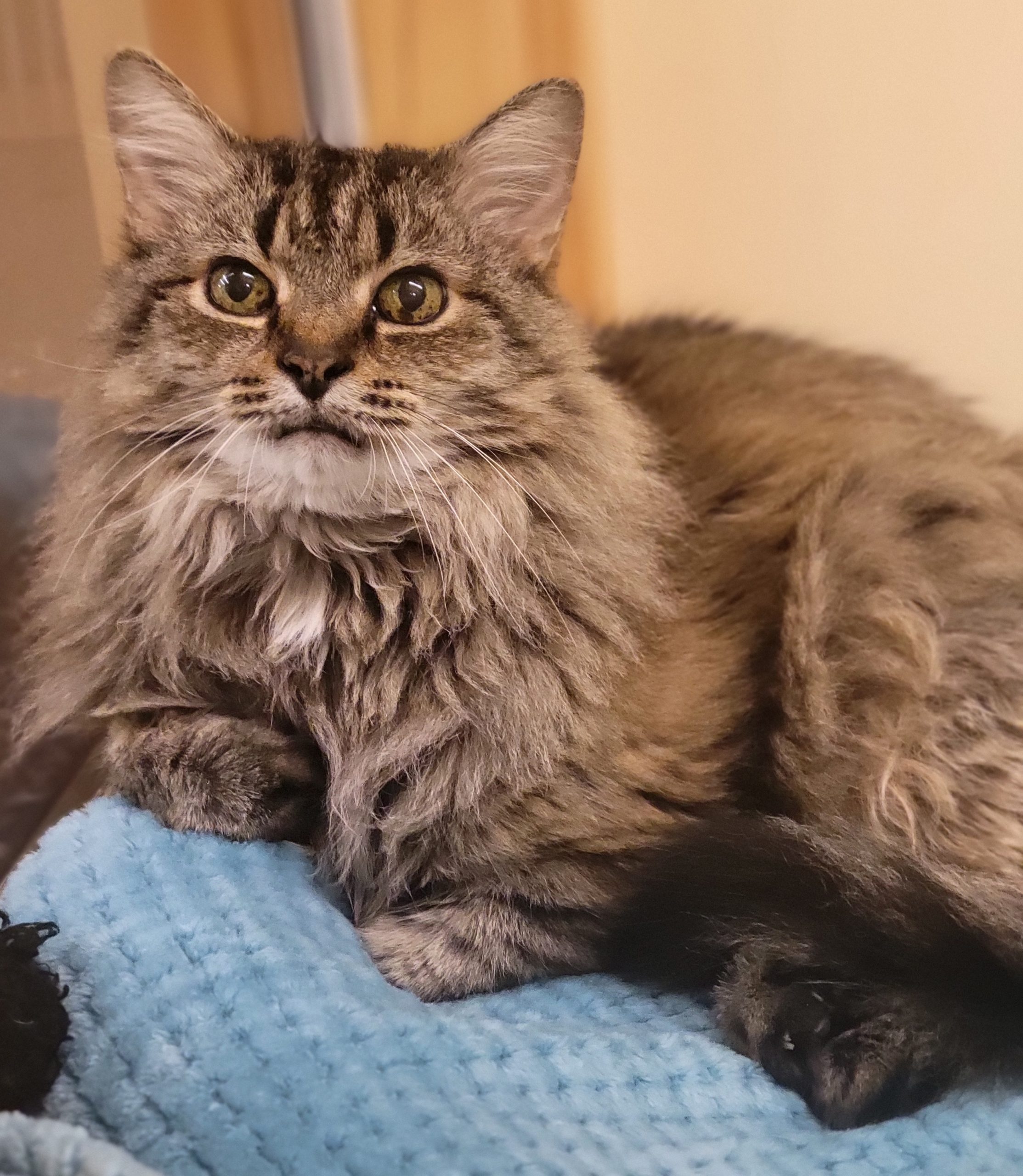 Raja