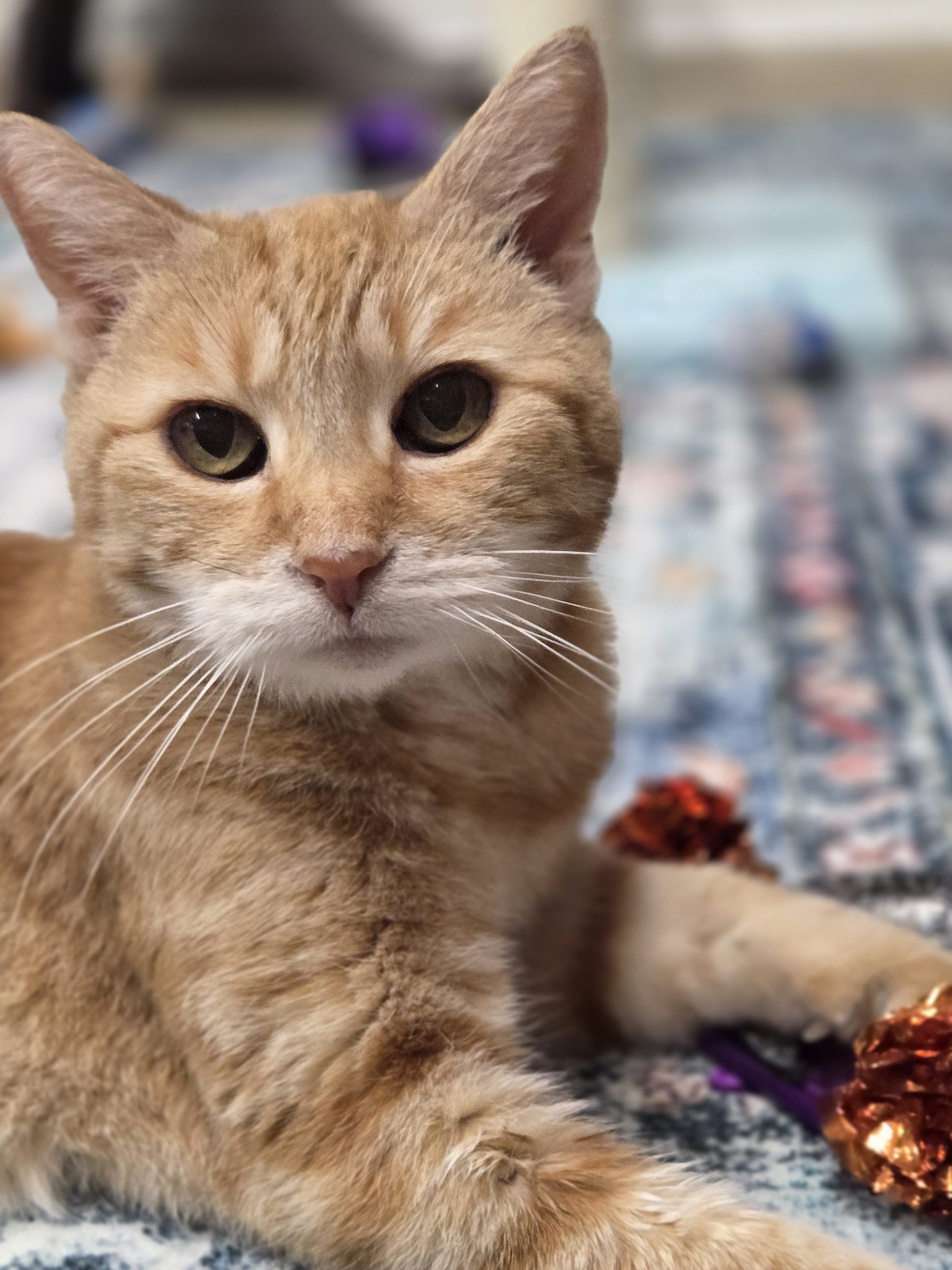 Marmalade 10-17